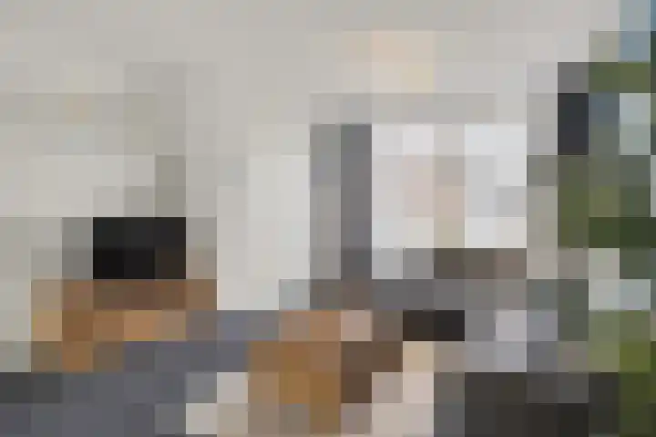 de Reep 6 Reusel thumbnail 7