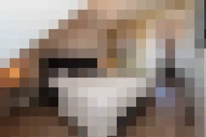 De Reuzelaar 4 Hoeven thumbnail 36