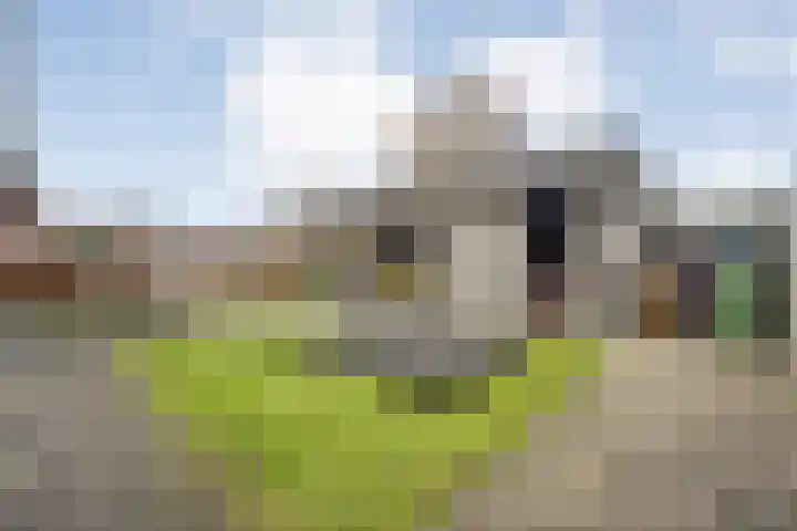 De Rietgans 16 Dedemsvaart thumbnail 41