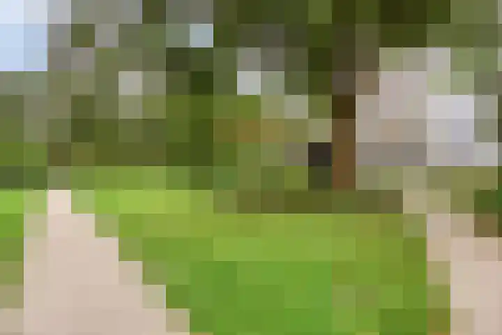 De Roerdomp 26 Purmerend thumbnail 27
