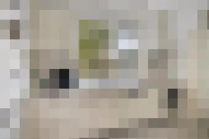 De Rolle 51 Vledder thumbnail 12