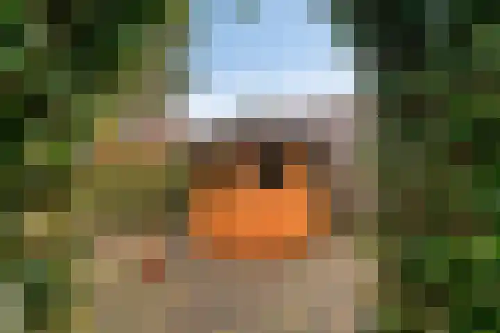 De Rolle 51 Vledder thumbnail 36