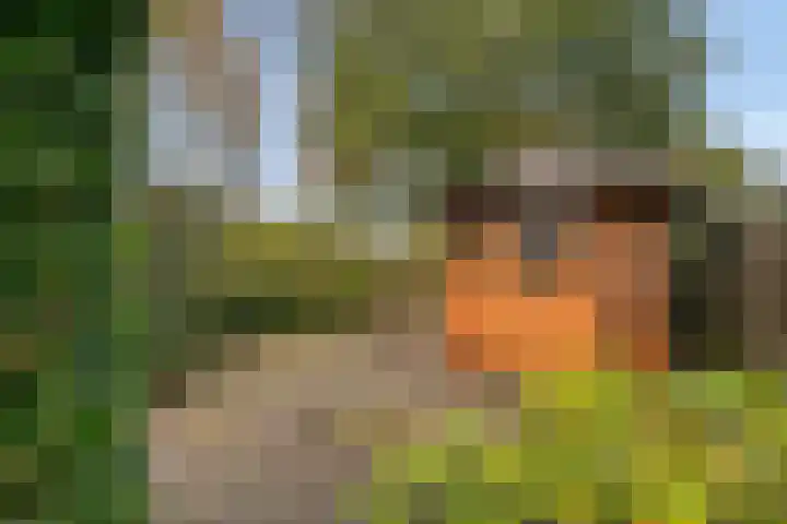 De Rolle 51 Vledder thumbnail 4