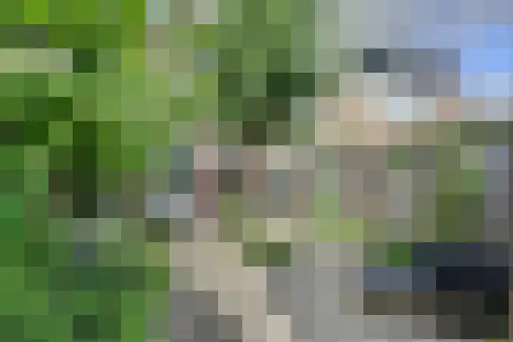 de Roolaan 31 Westmaas thumbnail 31