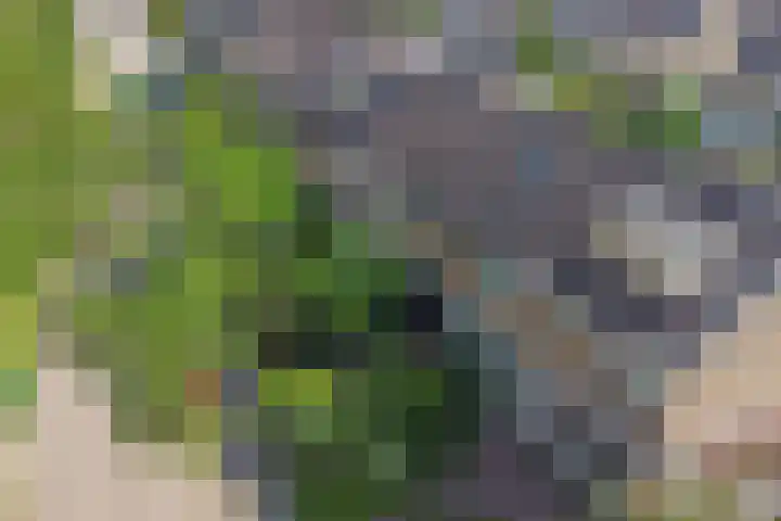 de Roolaan 31 Westmaas thumbnail 43