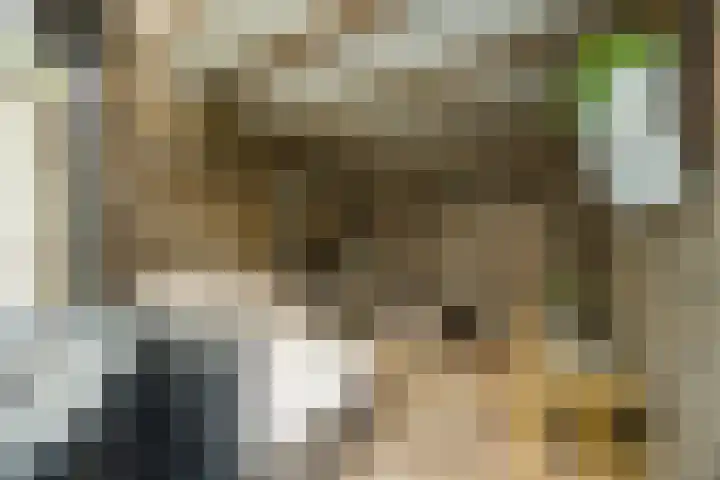 de Roos 22 Hoogerheide thumbnail 37
