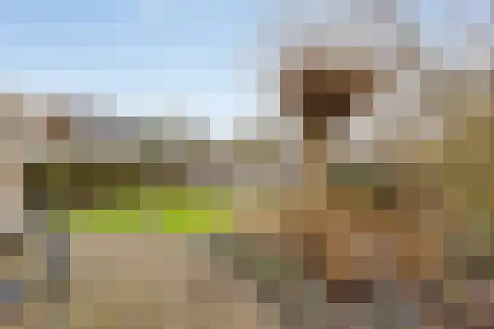 De Sallandse Roe 14 Dronten thumbnail 36