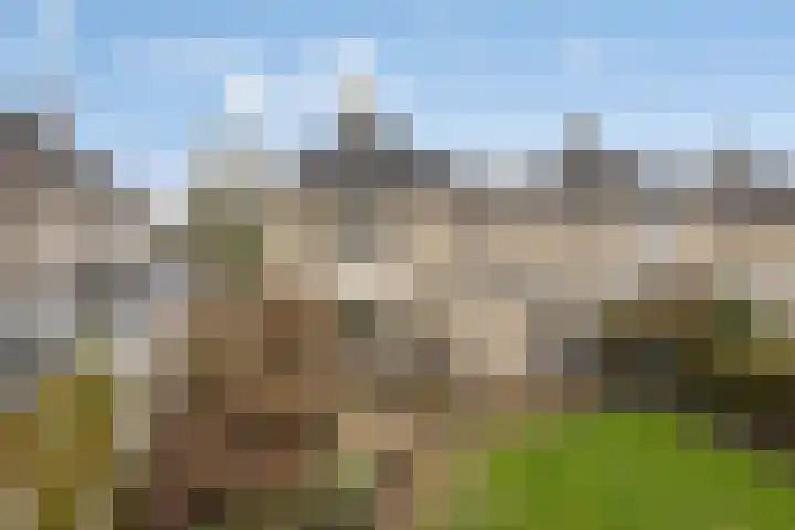 De Sallandse Roe 14 Dronten thumbnail 40
