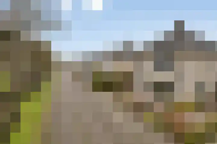 De Sallandse Roe 14 Dronten thumbnail 44