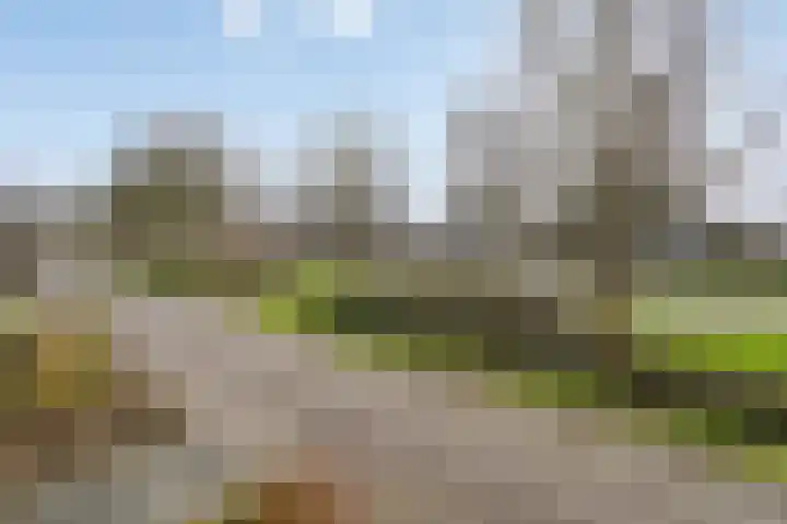 De Sallandse Roe 14 Dronten thumbnail 47