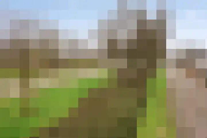 De Sallandse Roe 14 Dronten thumbnail 48