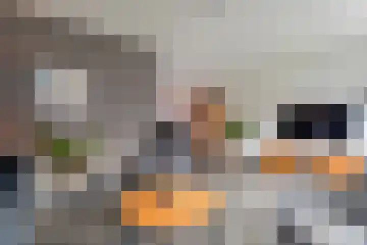 De Schadde 9 Slagharen thumbnail 7