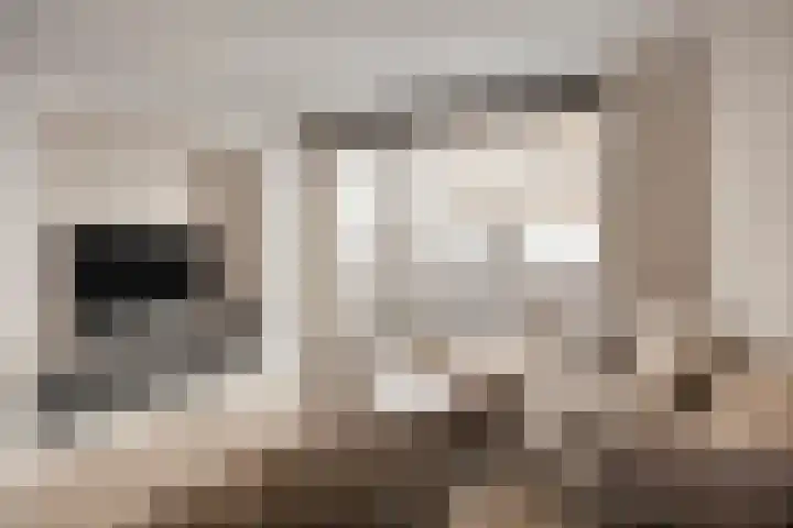 De Schakel 49 Best thumbnail 19