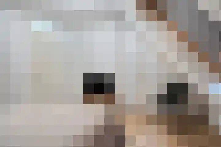 De Schans 54 Haps thumbnail 14
