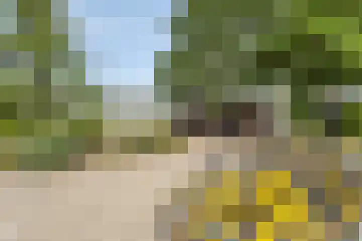 De Schelp 88 Zandvoort thumbnail 19