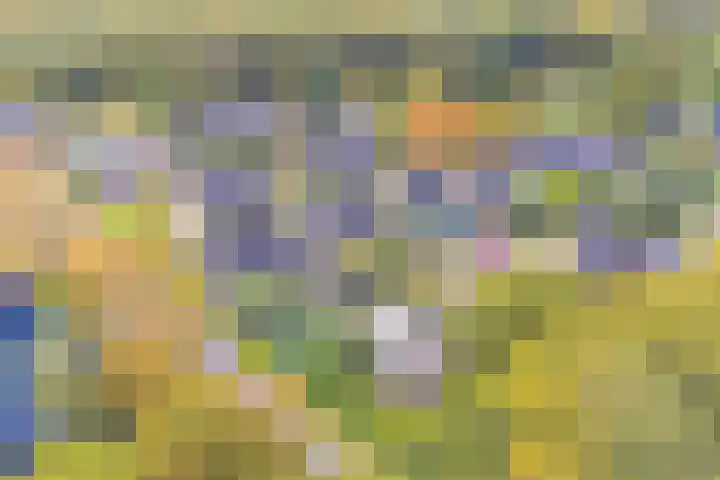 De Schepel 48 Dronten foto 2