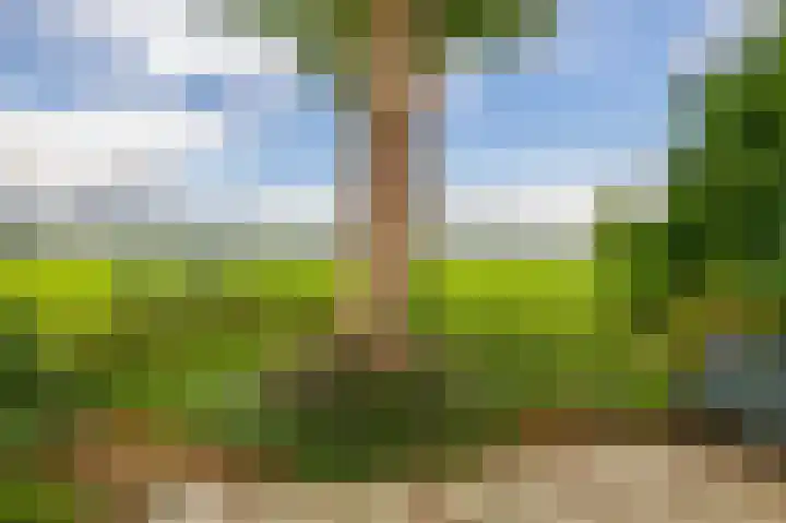 De Schure 15 Vledder thumbnail 33