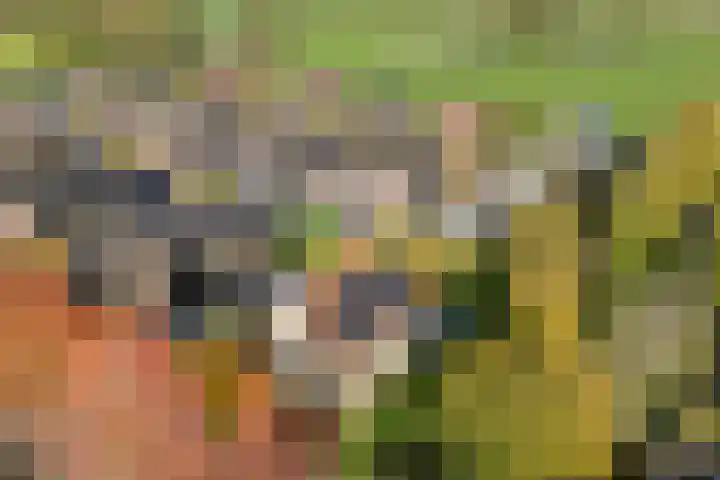 De Spa 38 Slagharen thumbnail 65