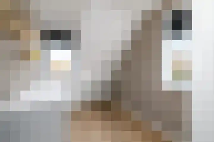 De Splitting 43 Wolvega thumbnail 24