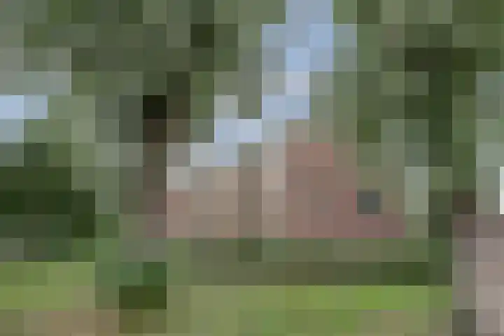 De Stag 106 Dronten thumbnail 5