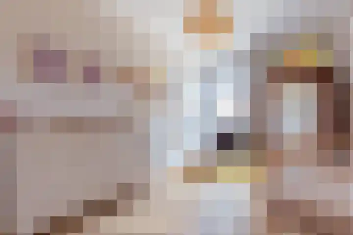 De Stelling 9 Muiden thumbnail 17