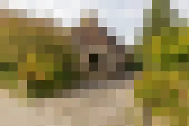 De Stuw 8 Sauwerd foto 3