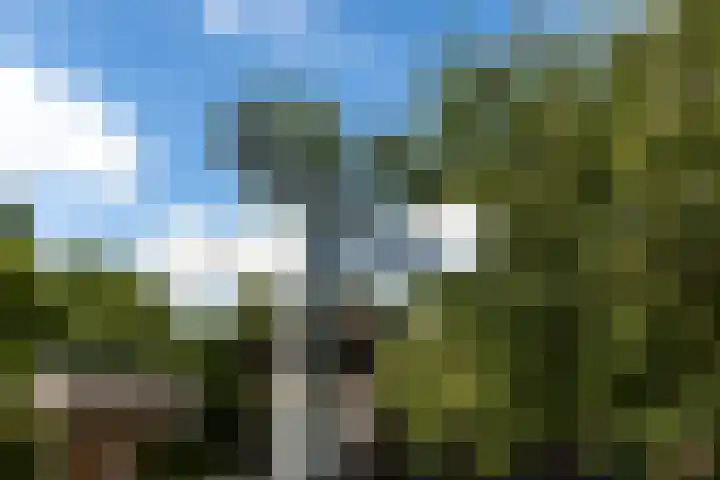 De Tip 10 Herveld thumbnail 62