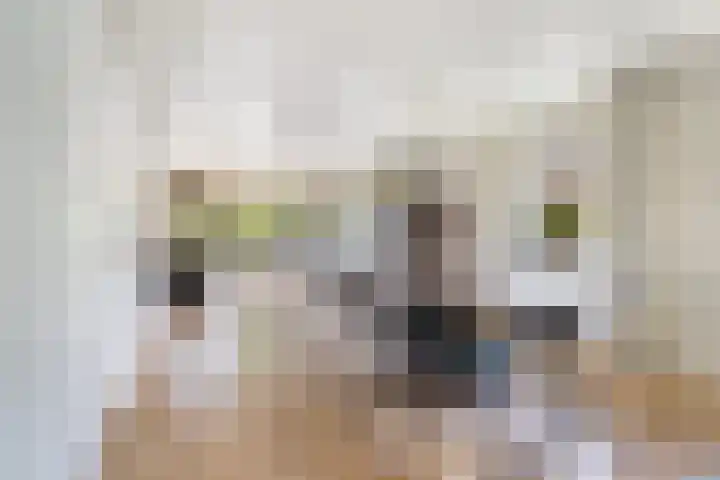 De Tsjotter 3 Hallum thumbnail 11
