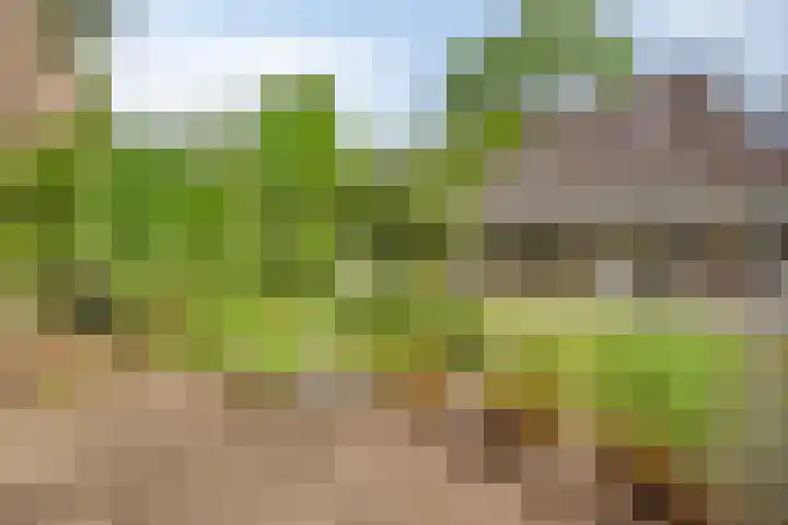 De Veste 11 Doesburg thumbnail 31