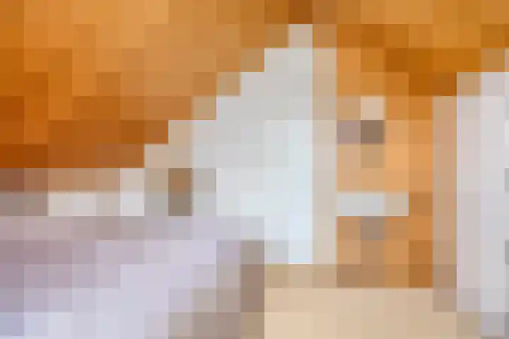 de Vlier 11 Roden thumbnail 27