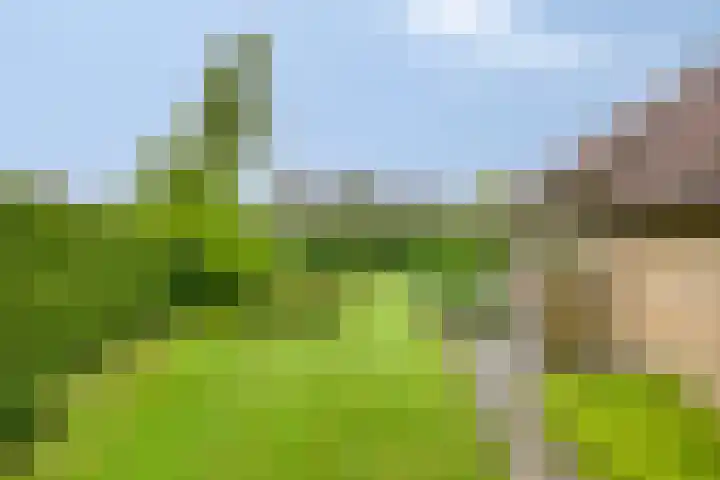 de Vlier 11 Roden thumbnail 32