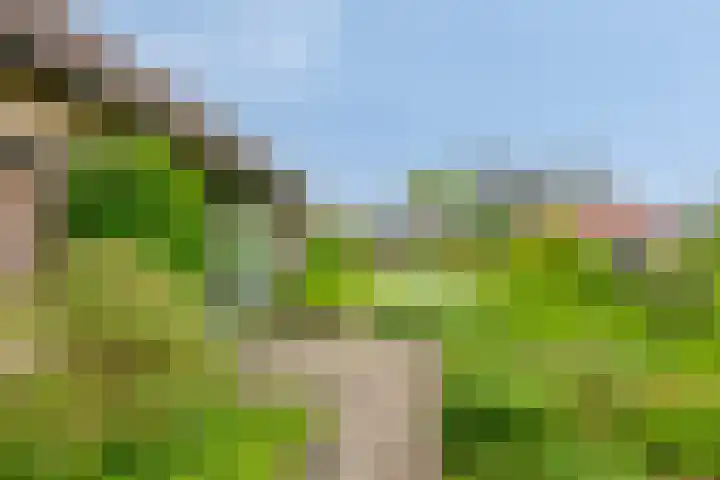 de Vlier 11 Roden thumbnail 34