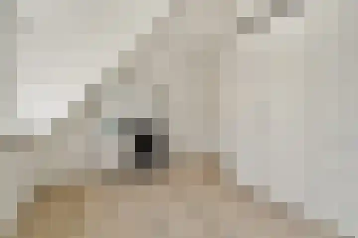 De Vrede 51 Uitgeest thumbnail 33