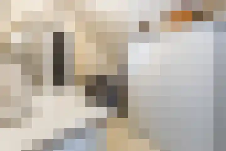 De Wan 1 Geffen thumbnail 24