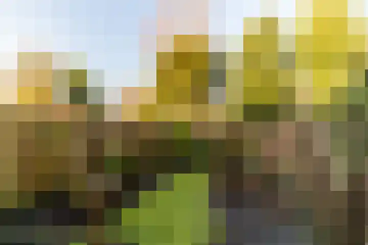 De Warren 21 Balk thumbnail 27