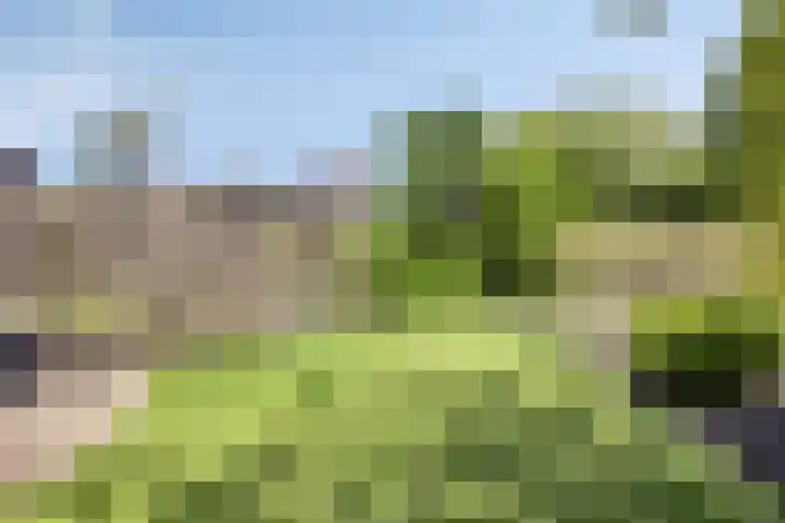 De Weed 72 Lutjebroek thumbnail 37