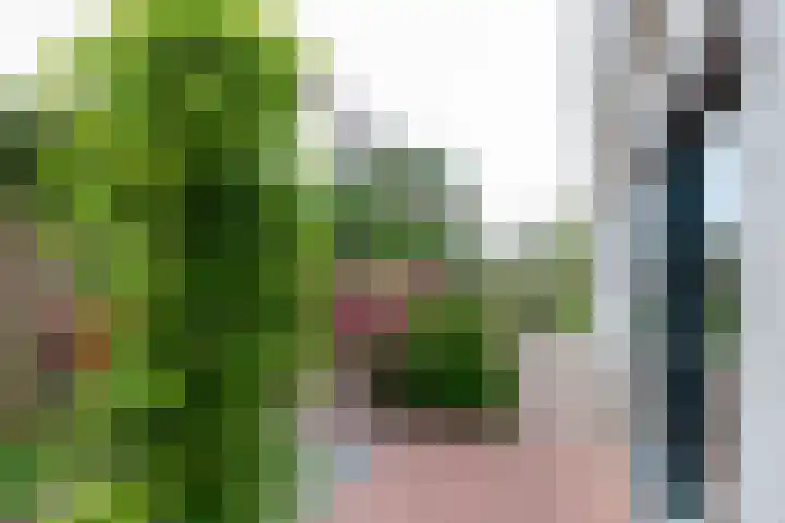 De Weitas 2 Tollebeek thumbnail 10