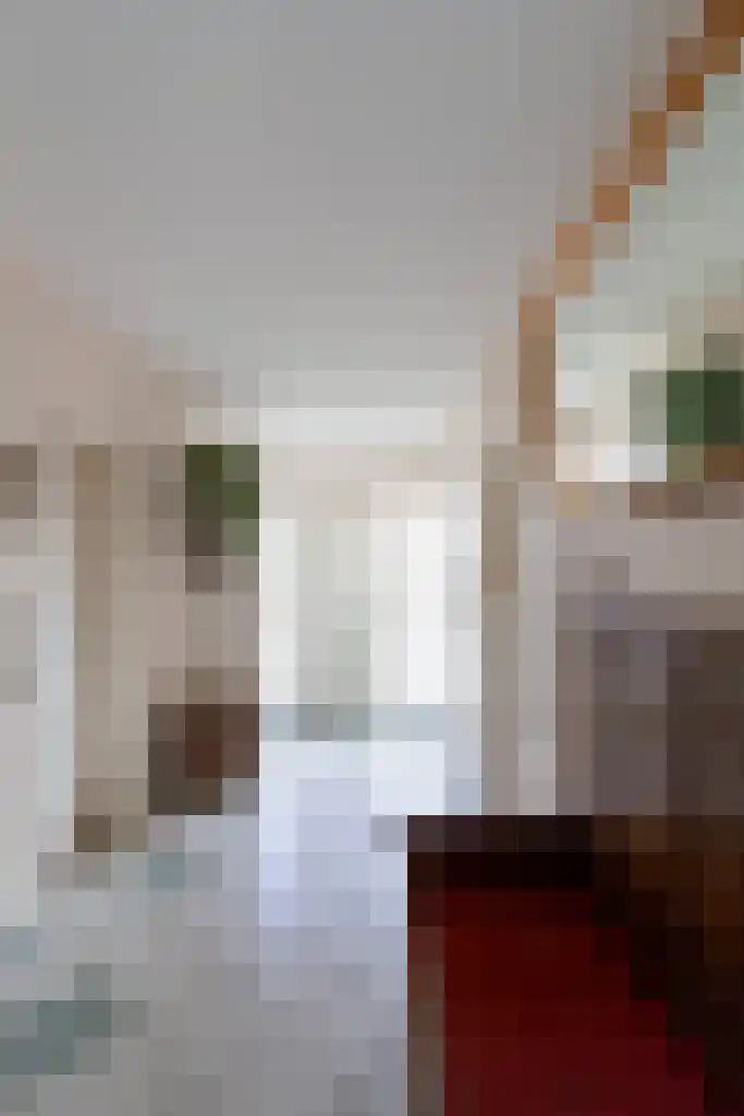 De Weitas 2 Tollebeek thumbnail 13