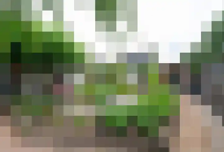 De Weitas 2 Tollebeek thumbnail 7