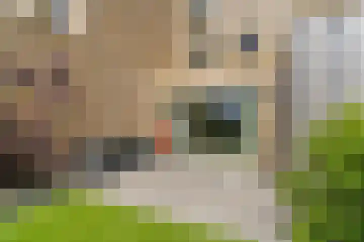 De Whemedreef 92 Arnhem thumbnail 47