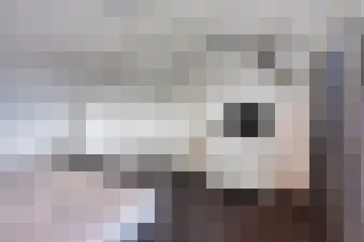 De Wildestraat 8 Oss thumbnail 30