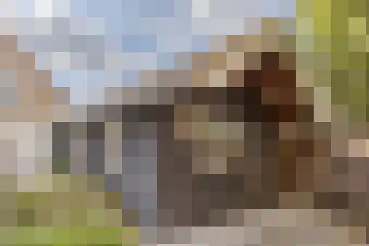 De Wilgen 38 Boekel thumbnail 46