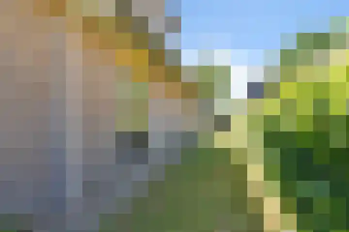 De Wurdze 35 Balk thumbnail 28