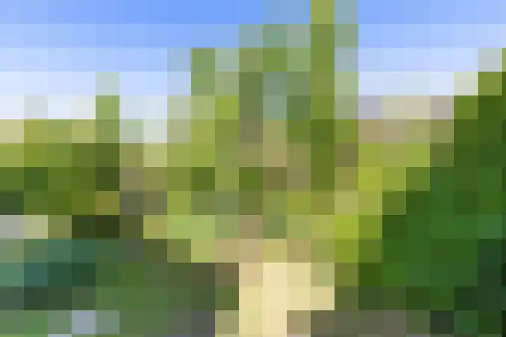 De Wurdze 35 Balk thumbnail 37