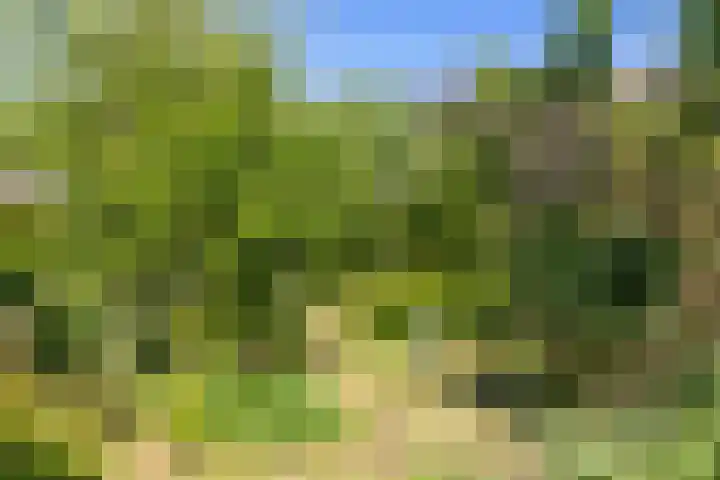 De Wurdze 35 Balk thumbnail 38