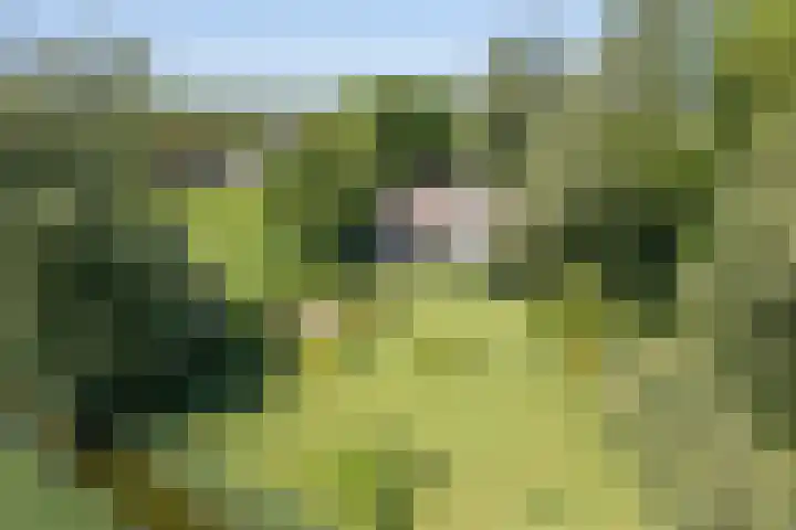 De Wymerts 1 Molkwerum thumbnail 5