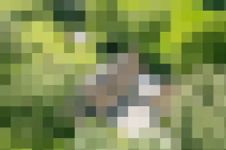 De Wymerts 1 Molkwerum thumbnail 6