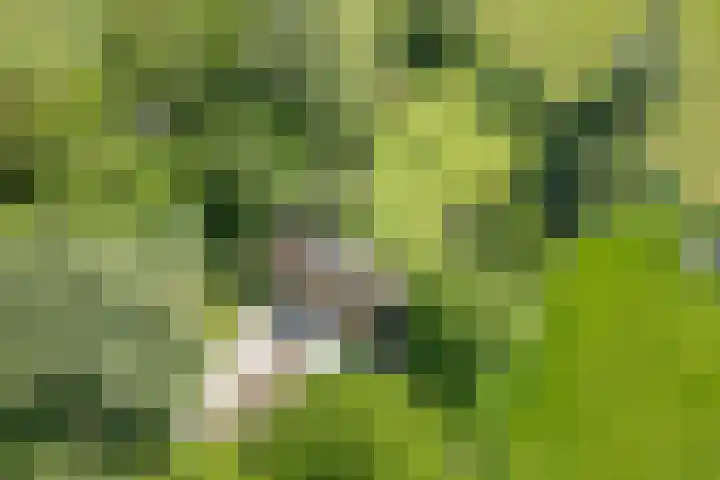 De Wymerts 1 Molkwerum thumbnail 67
