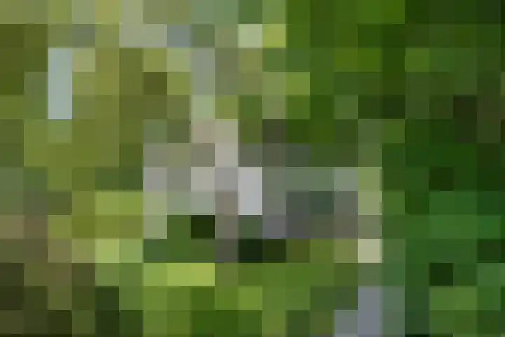 De Wymerts 1 Molkwerum thumbnail 8
