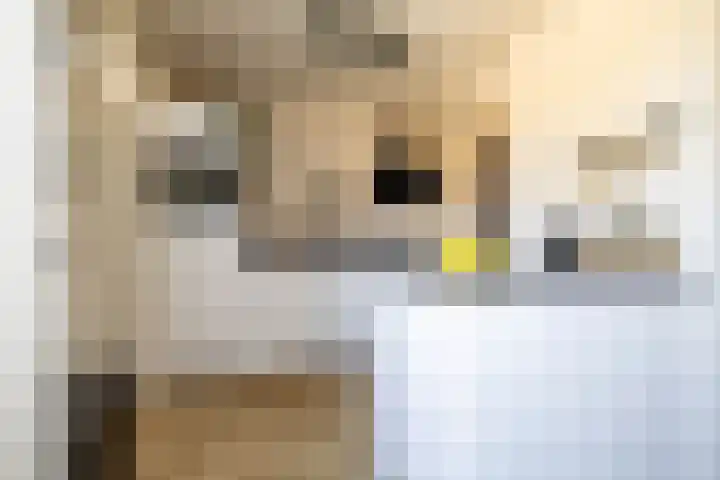 Deelheugte 42 Assen thumbnail 22